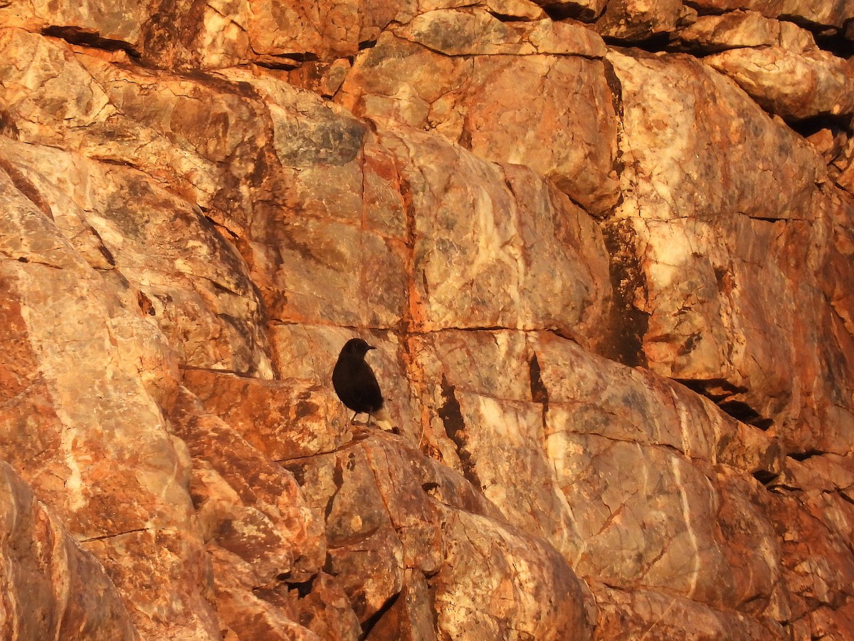 Black Wheatear - ML647774747