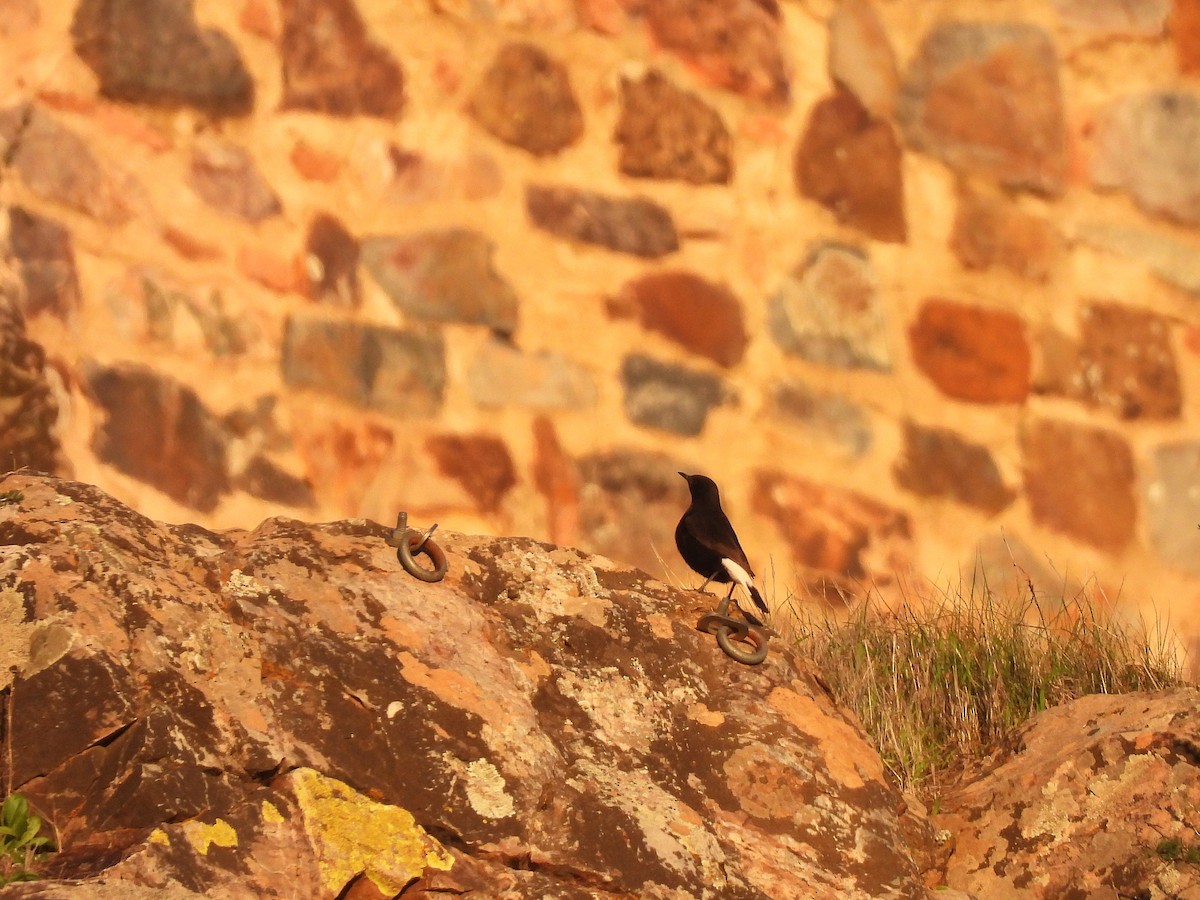 Black Wheatear - ML647774748