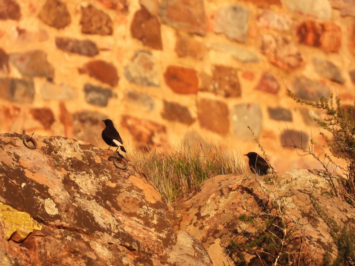 Black Wheatear - ML647774749
