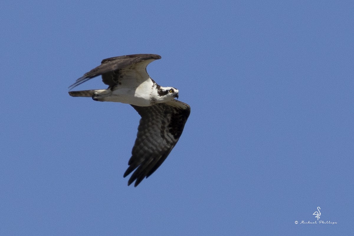 Osprey - ML647774750