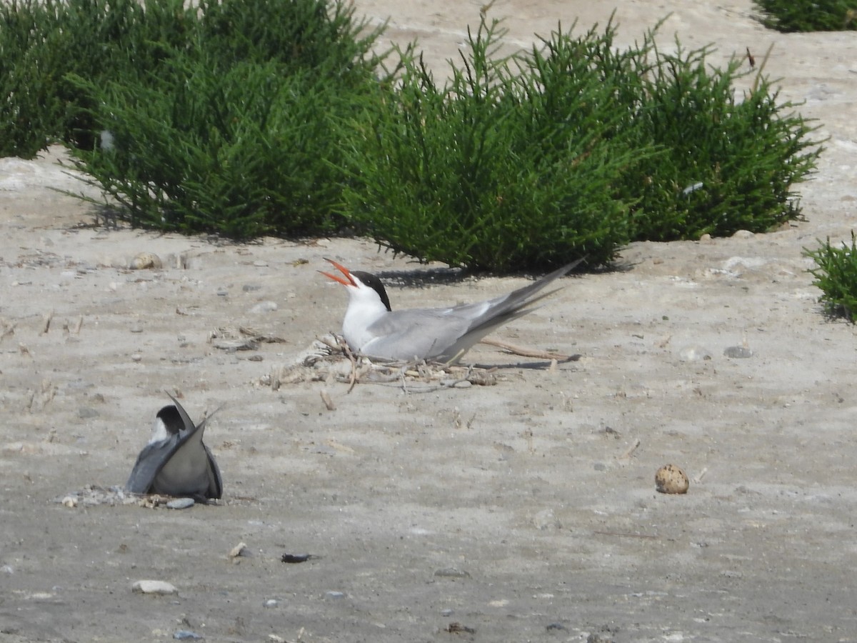 Common Tern - ML647774751