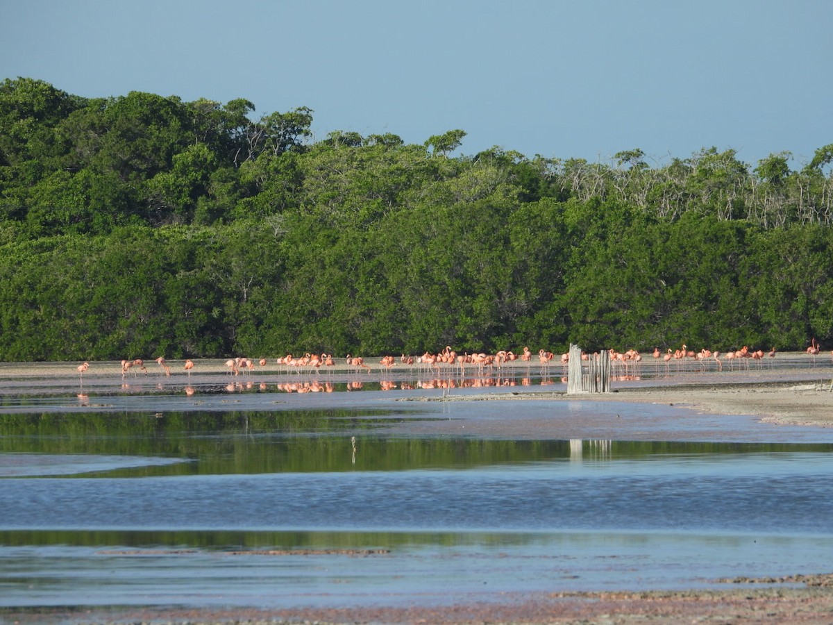 American Flamingo - ML647774753