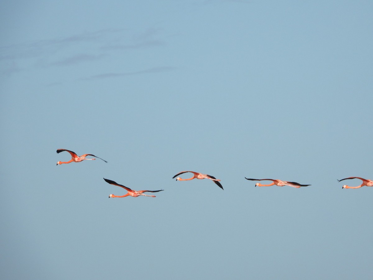 American Flamingo - ML647774754