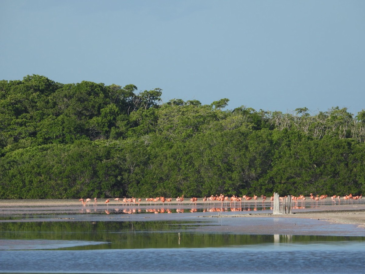 American Flamingo - ML647774755