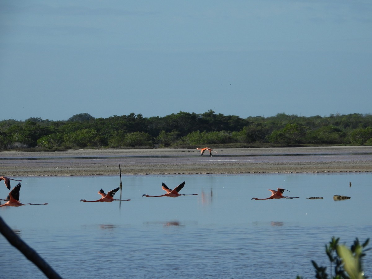 American Flamingo - ML647774756