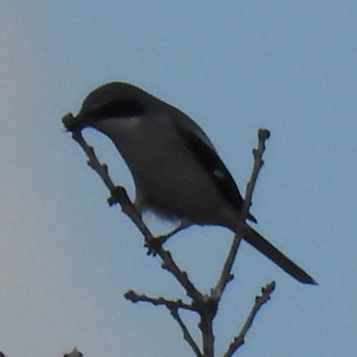 Loggerhead Shrike - ML647774757