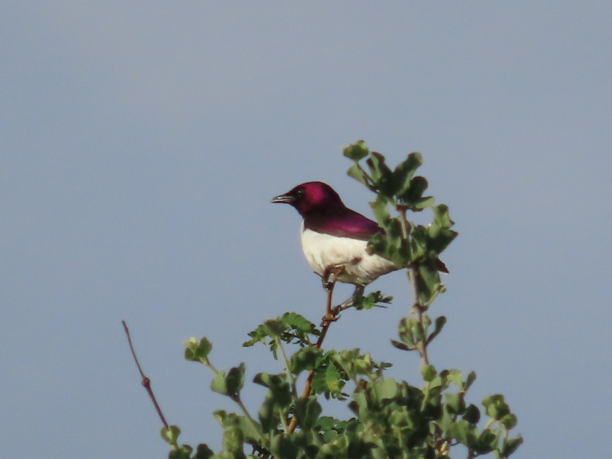 Violet-backed Starling - ML647774758