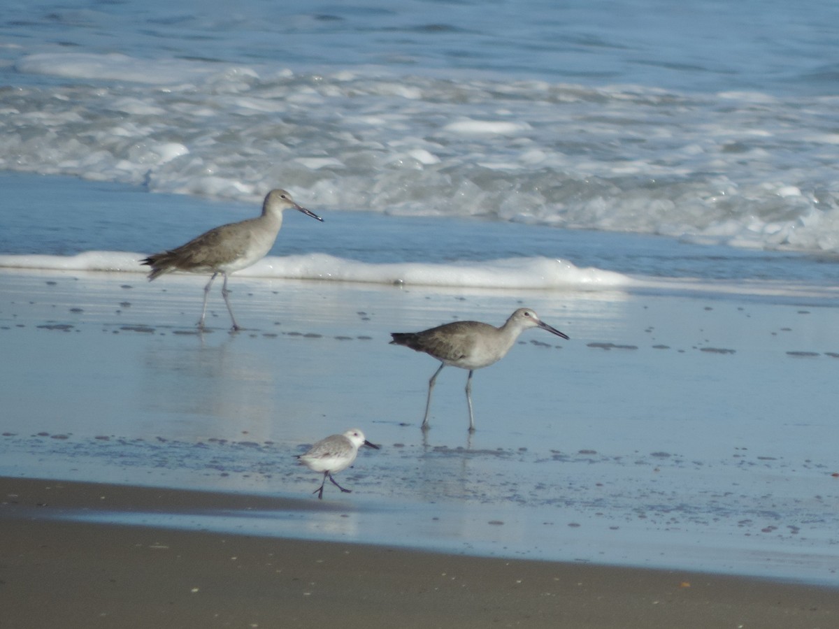 Sanderling - ML647774759