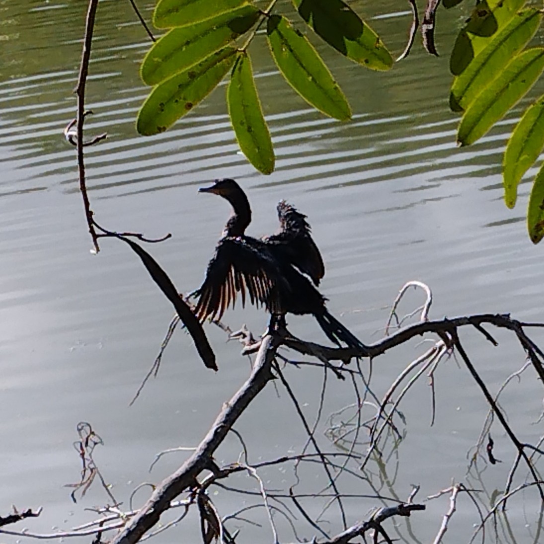 Neotropic Cormorant - ML647774760