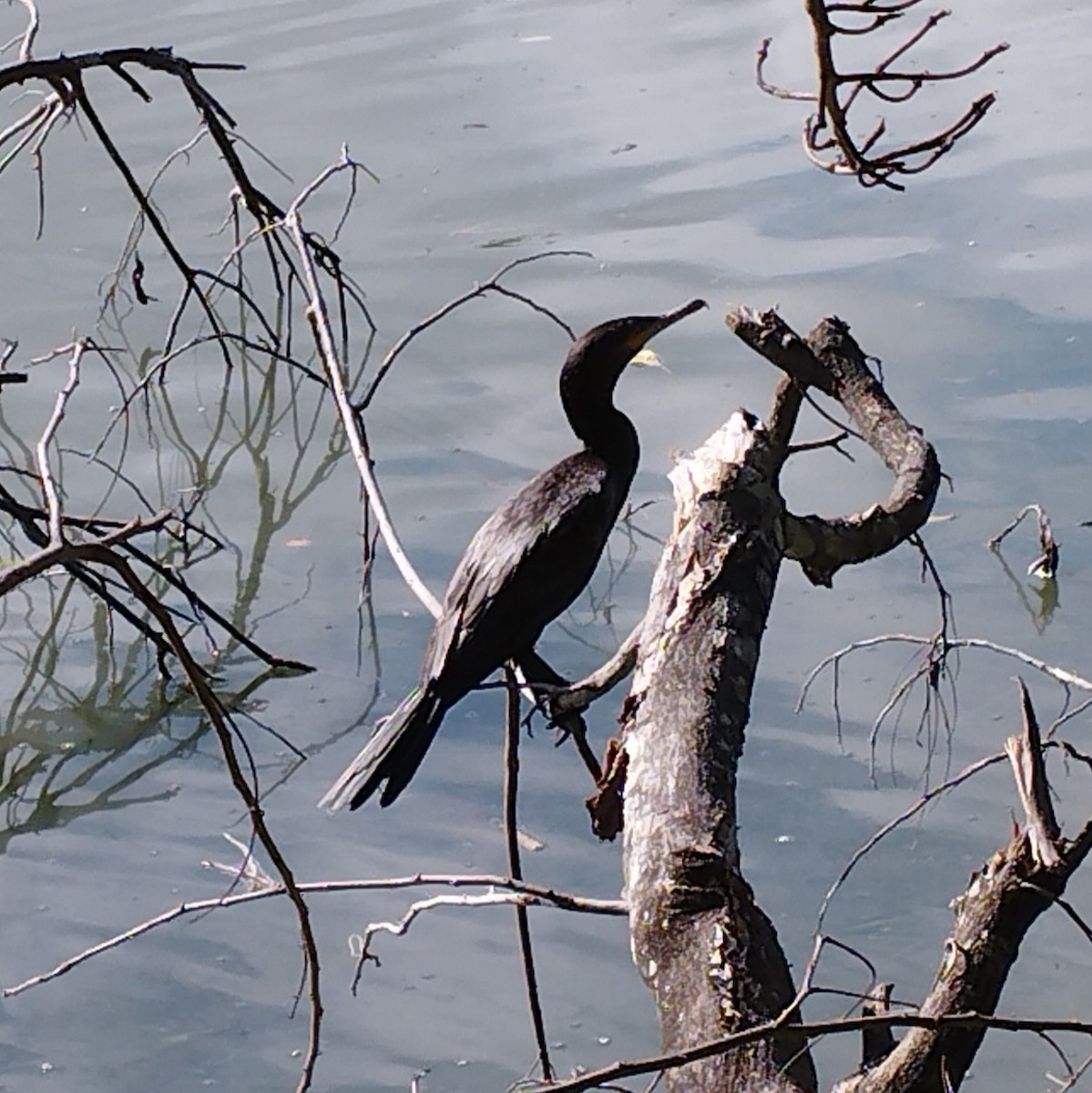 Neotropic Cormorant - ML647774761