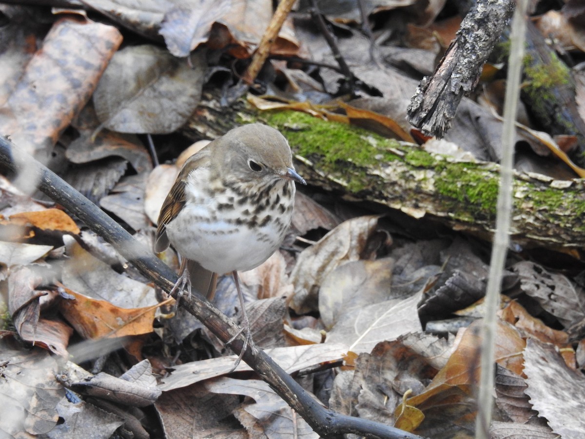 Hermit Thrush - ML647774762