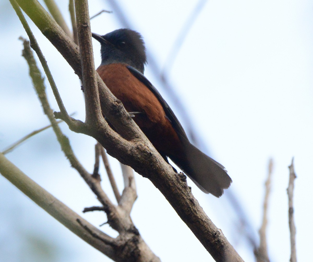 Maroon Oriole - ML647774763