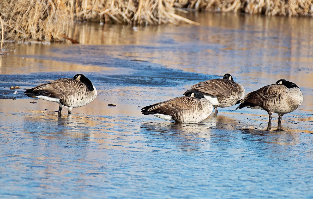 Canada Goose - ML647774764