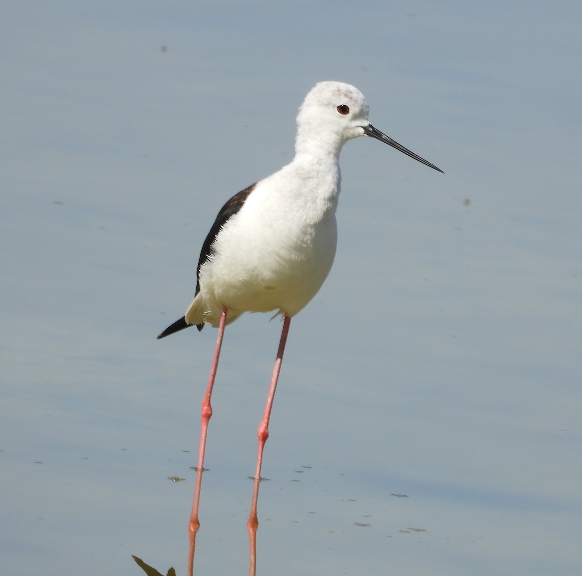 Black-winged Stilt - ML647774766