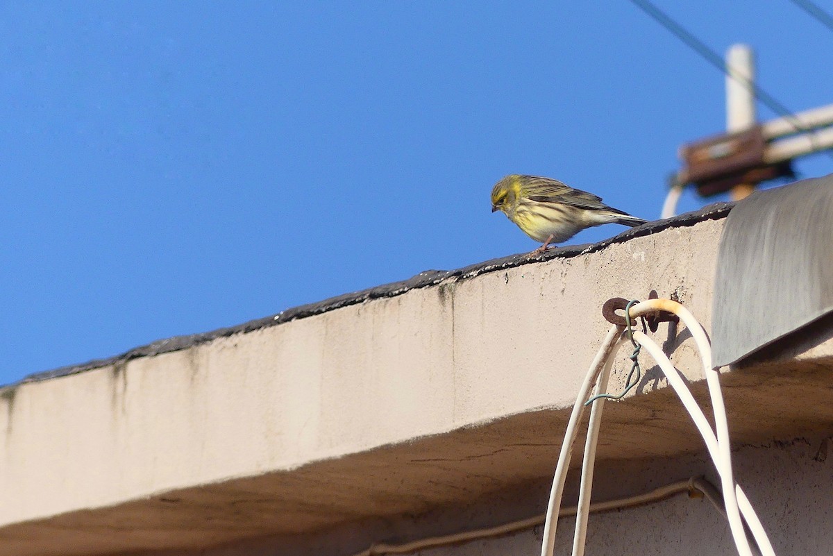 European Serin - ML647774769