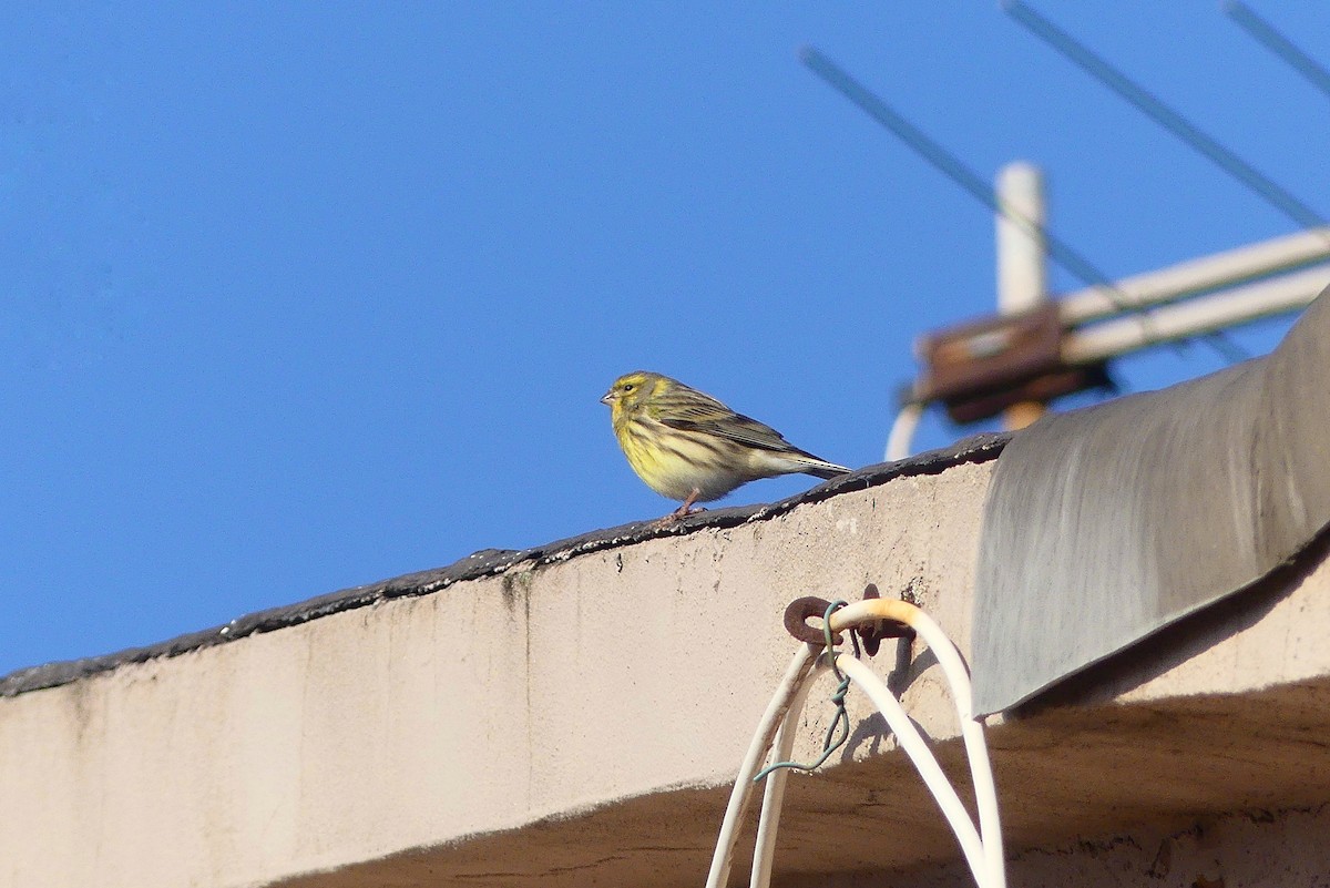 European Serin - ML647774770
