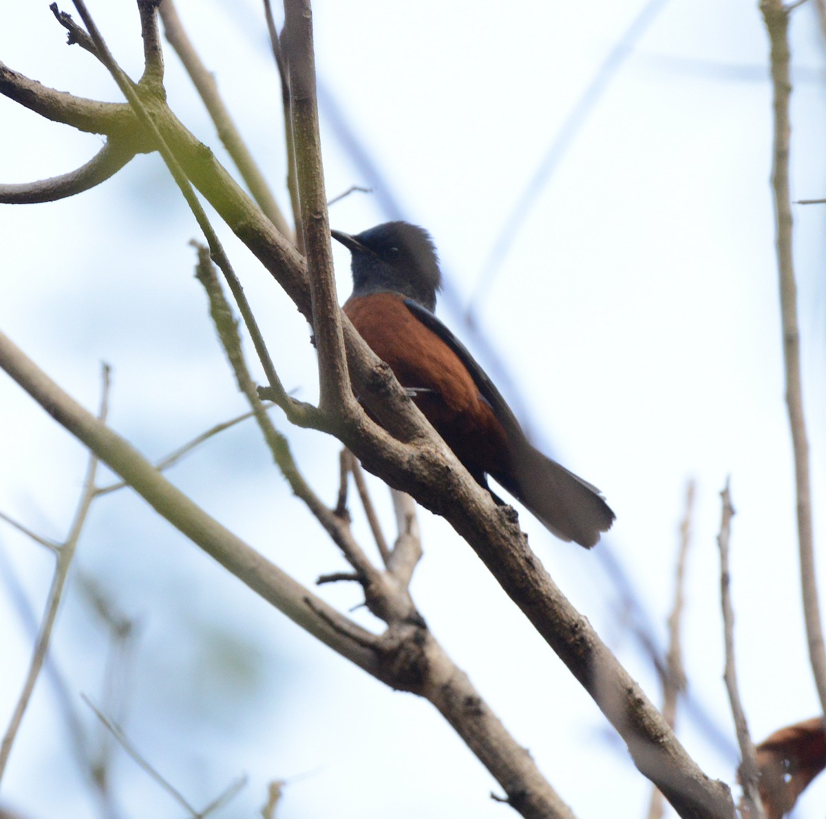 Maroon Oriole - ML647774771