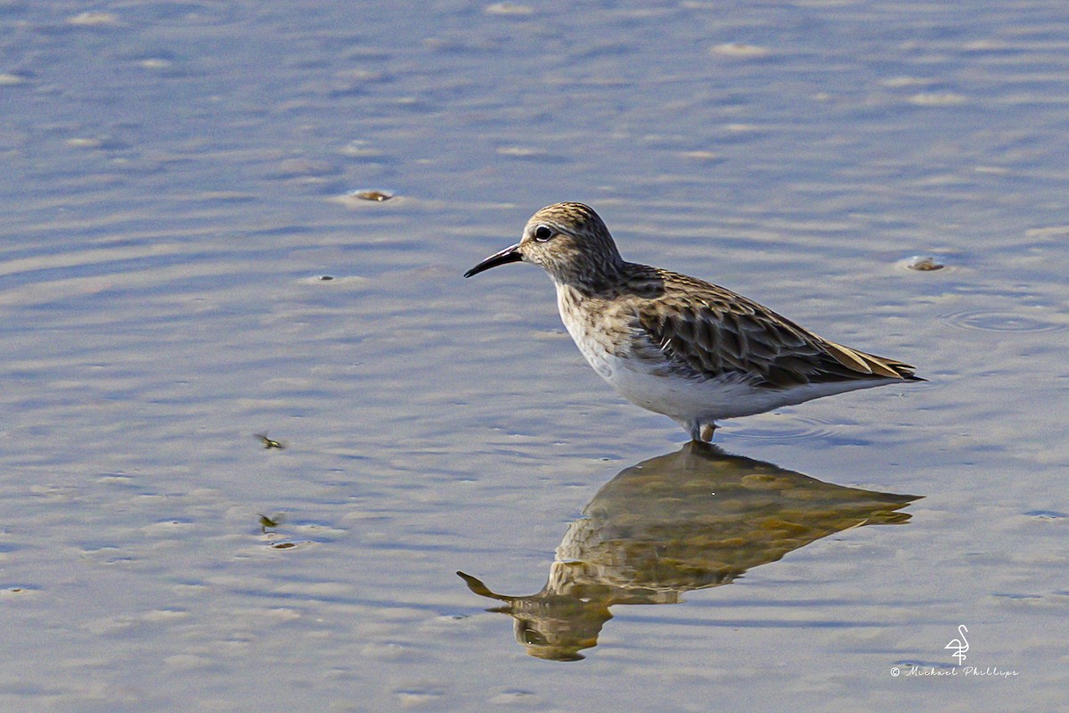 Least Sandpiper - ML647774772