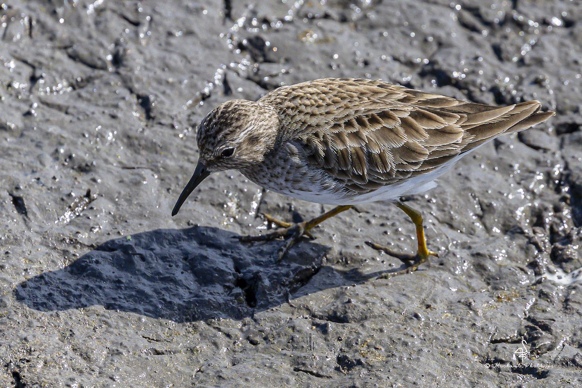 Least Sandpiper - ML647774773
