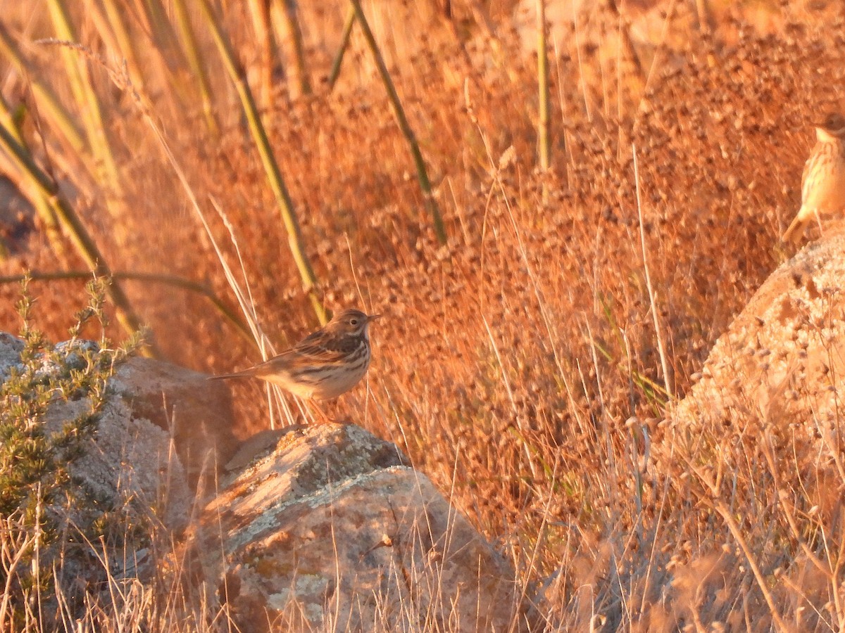 Meadow Pipit - ML647774774