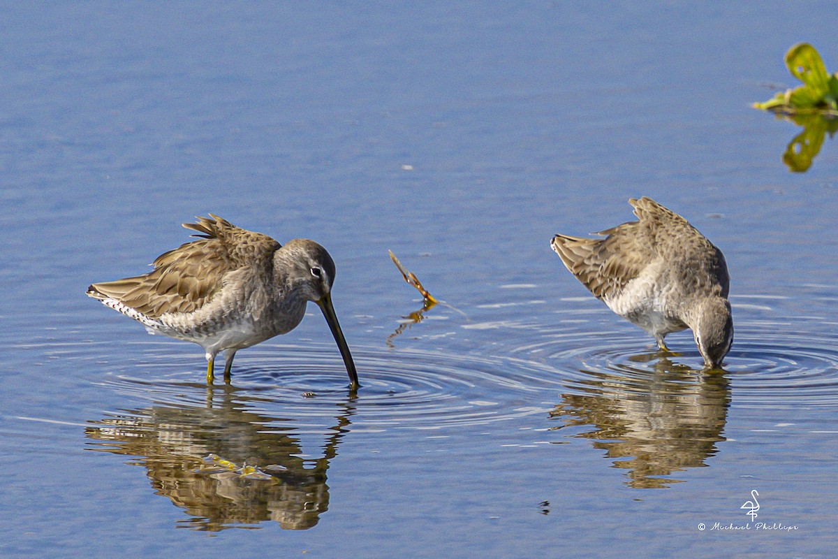 Long-billed Dowitcher - ML647774775