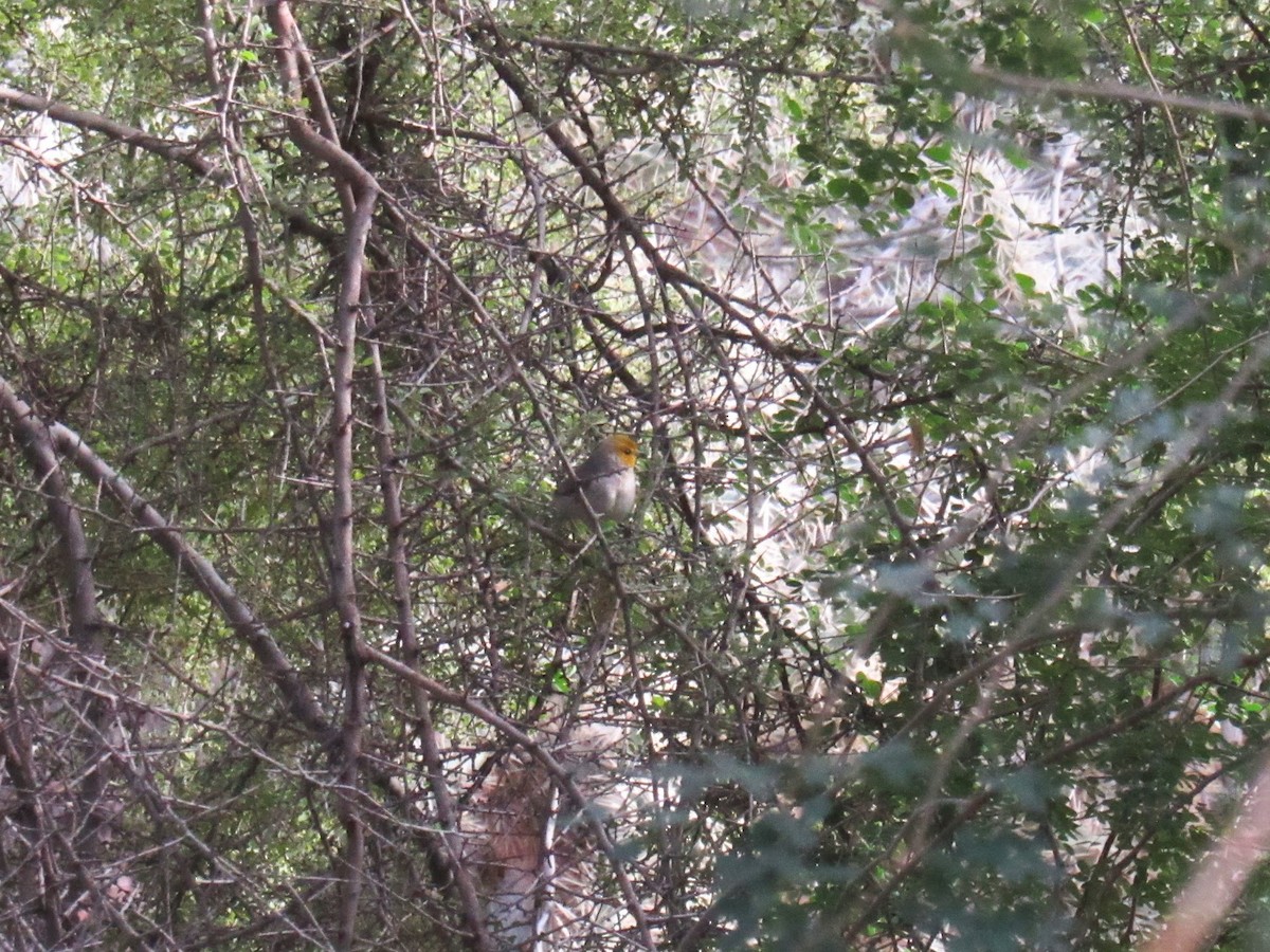 Verdin - ML647774789