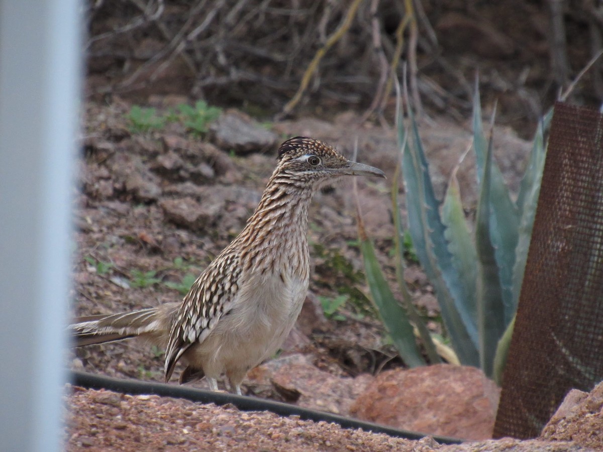 Greater Roadrunner - ML647774799