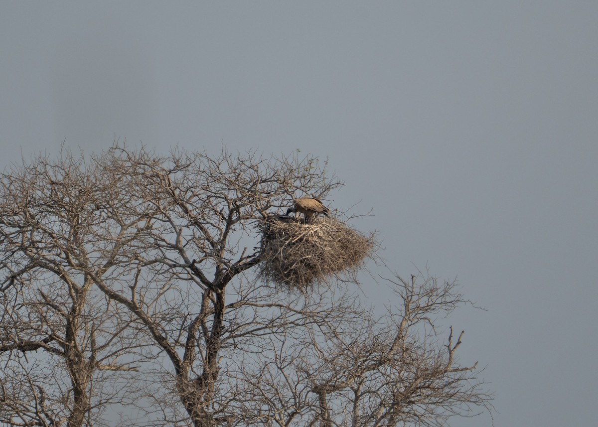 Ak Sırtlı Akbaba - ML647774824