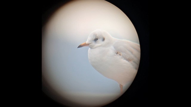 Black-headed Gull - ML647774839