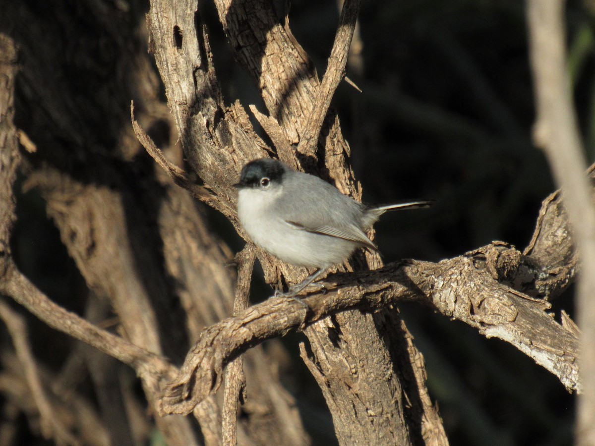 Black-tailed Gnatcatcher - ML647774840