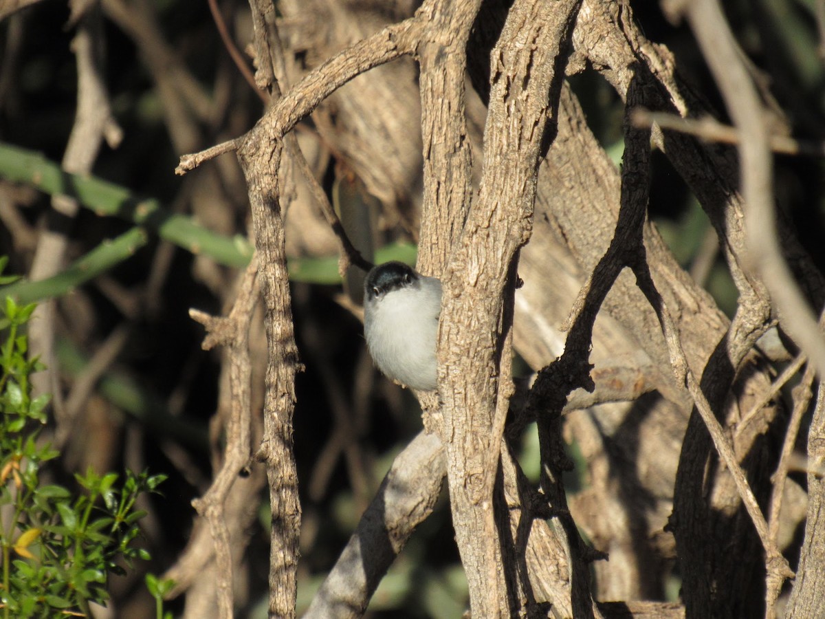 Black-tailed Gnatcatcher - ML647774841