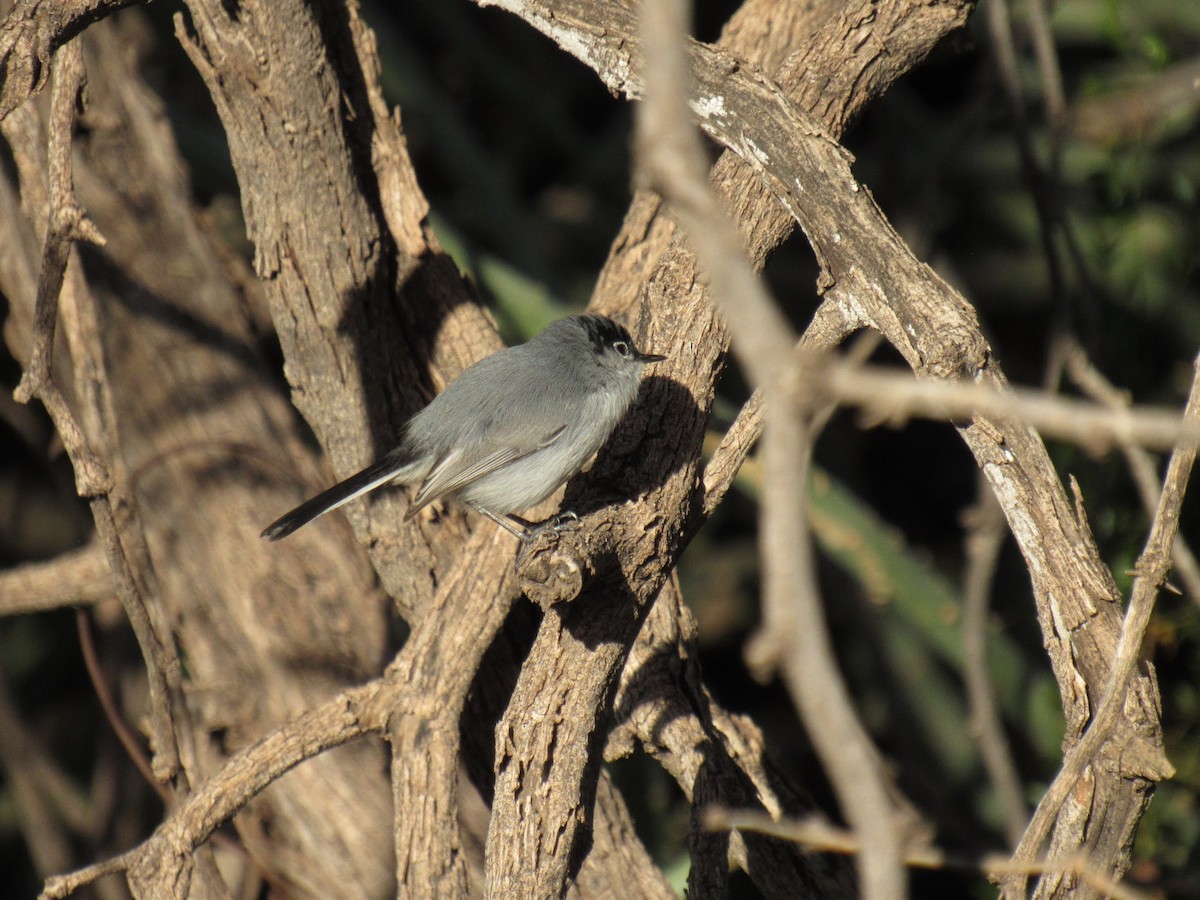 Black-tailed Gnatcatcher - ML647774842