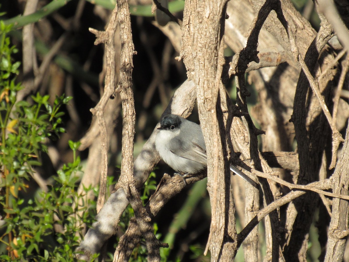 Black-tailed Gnatcatcher - ML647774843