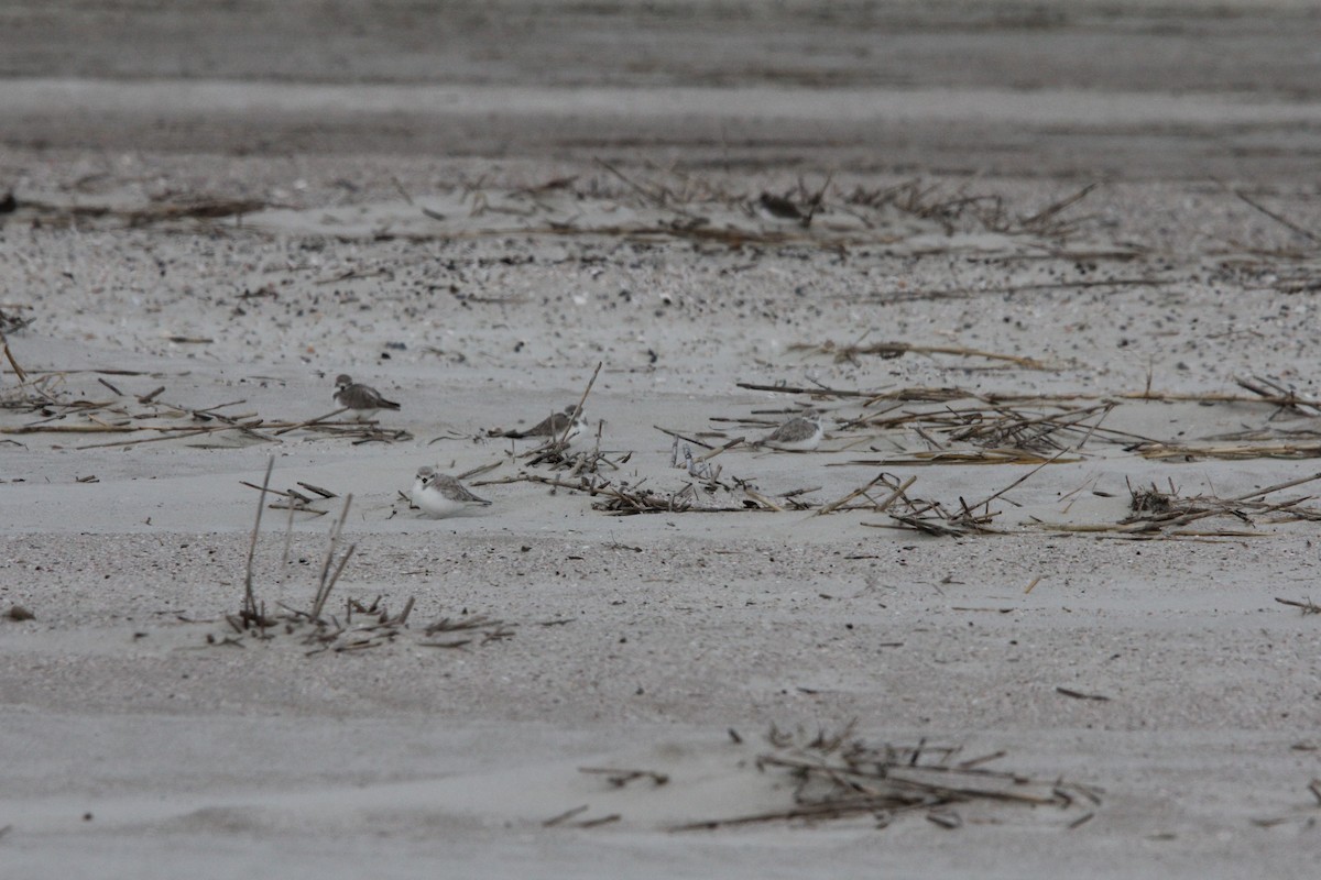 Piping Plover - ML647774846