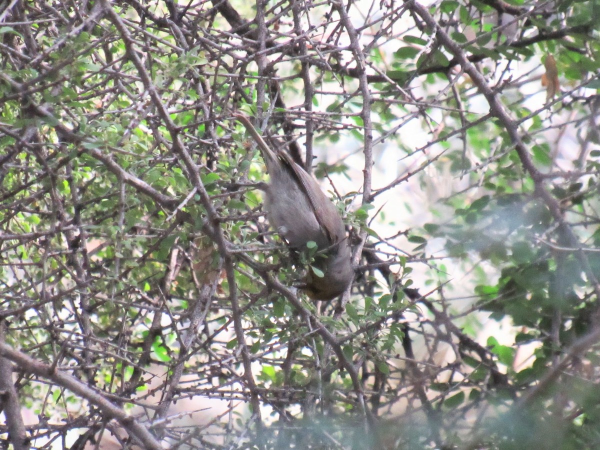 Verdin - ML647774870