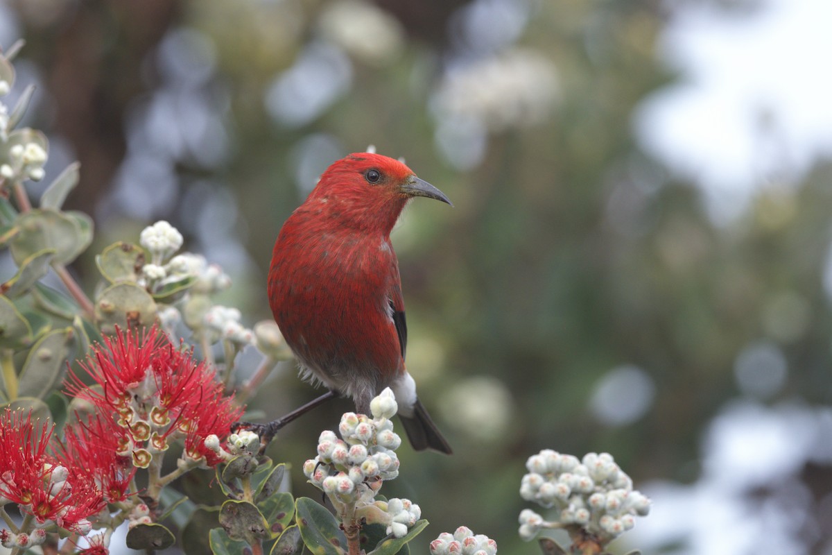 アカハワイミツスイ - ML647774907