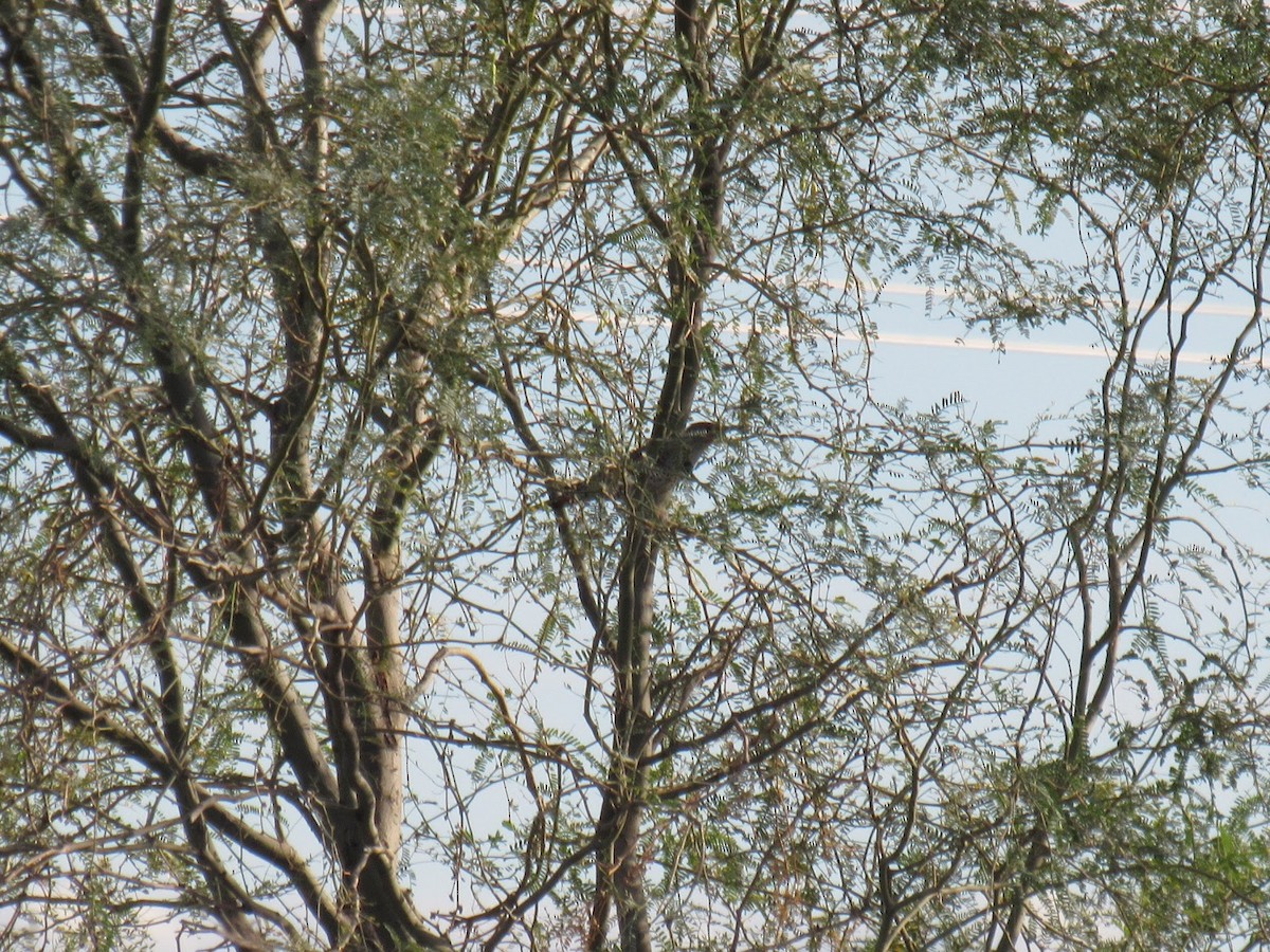 Northern Flicker - ML647774922