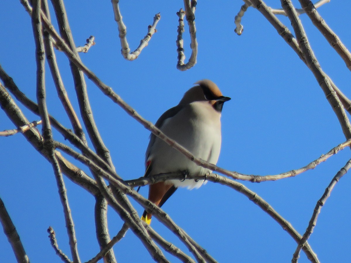 Ampelis Europeo - ML647774935