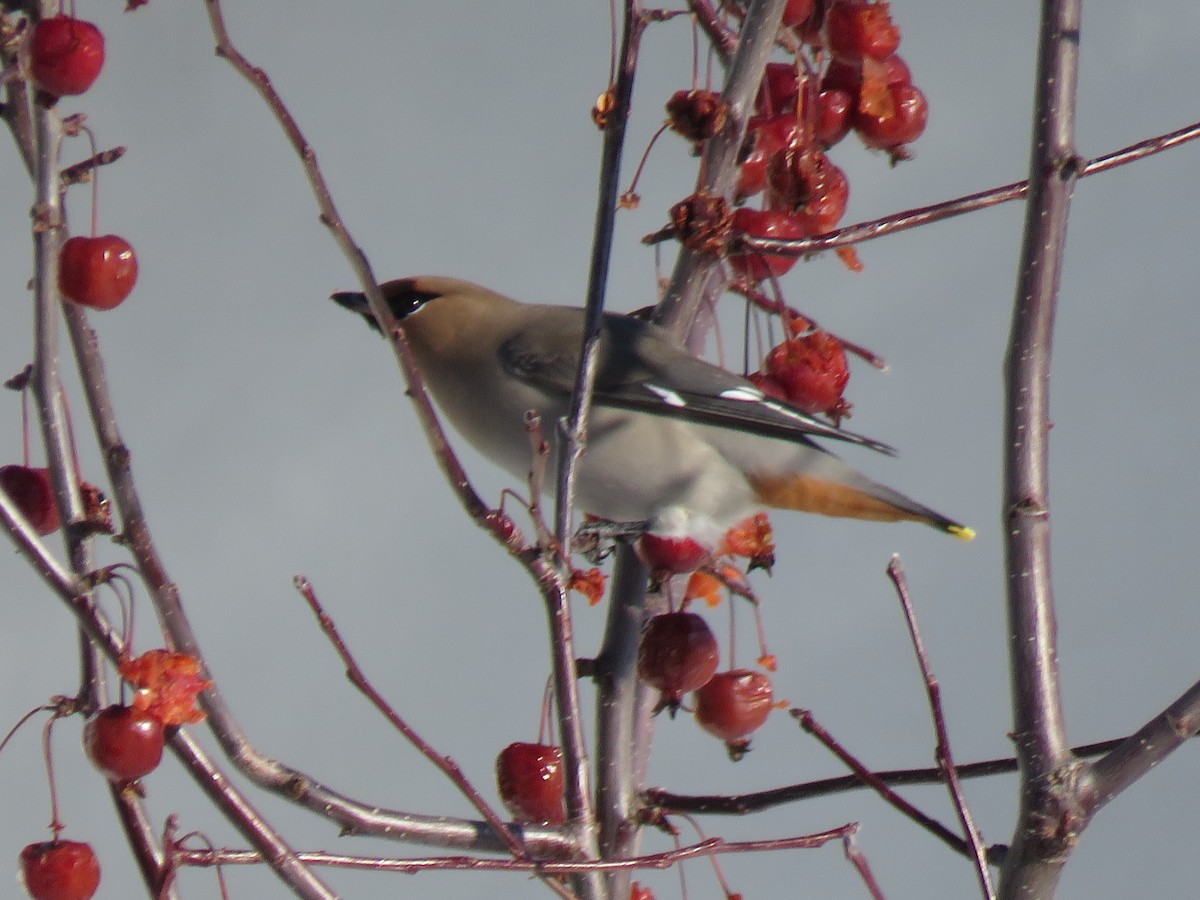 Ampelis Europeo - ML647774937