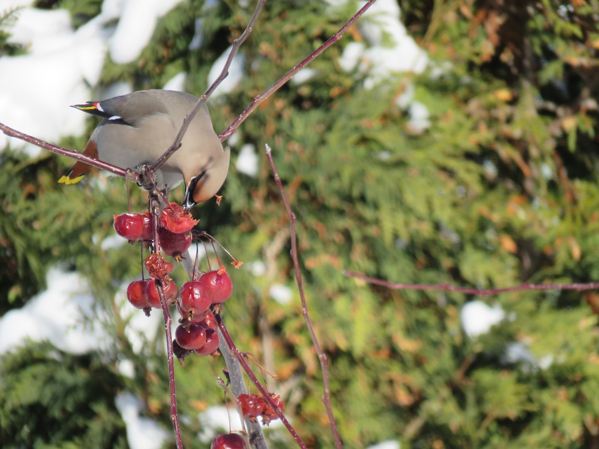 Ampelis Europeo - ML647774938