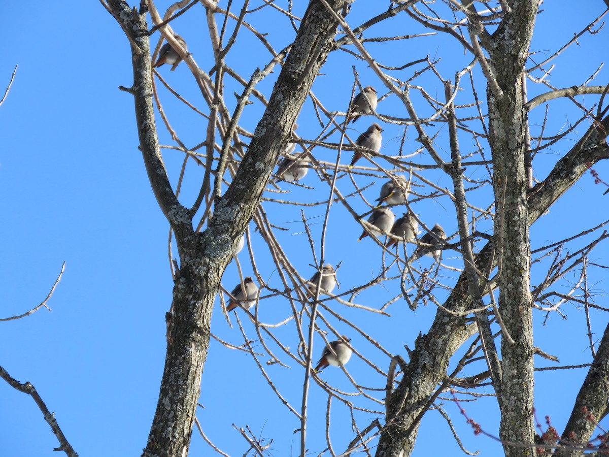 Ampelis Europeo - ML647774939