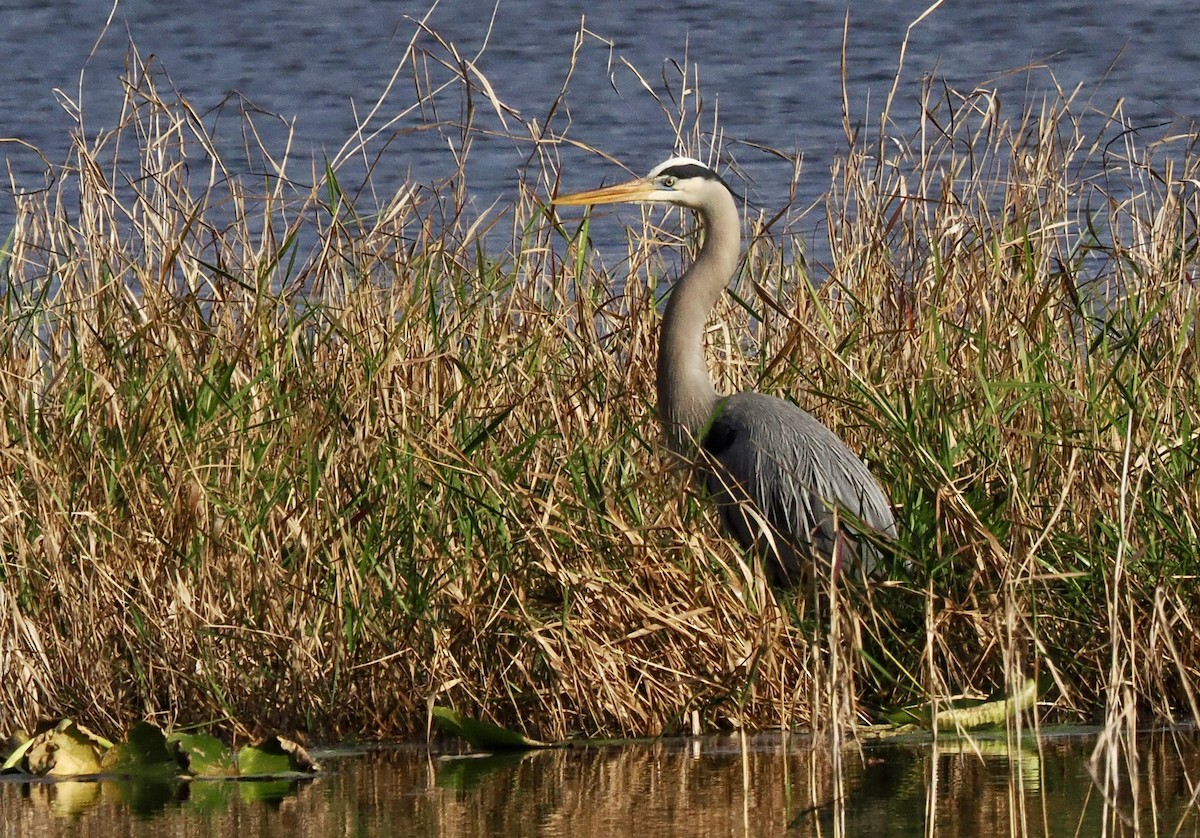 Great Blue Heron (Great Blue) - ML647774944