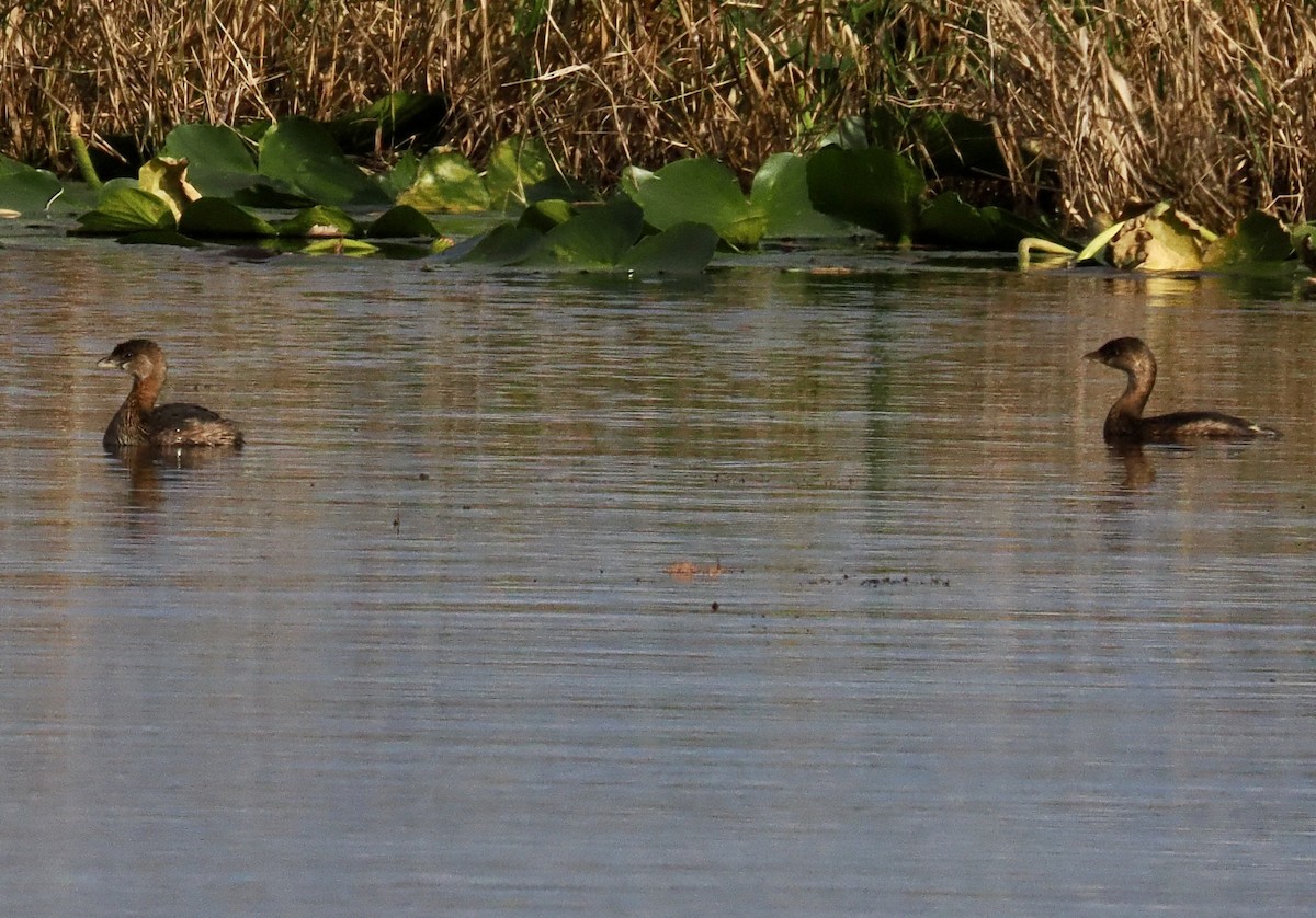 טבלן עקוד-מקור - ML647774955