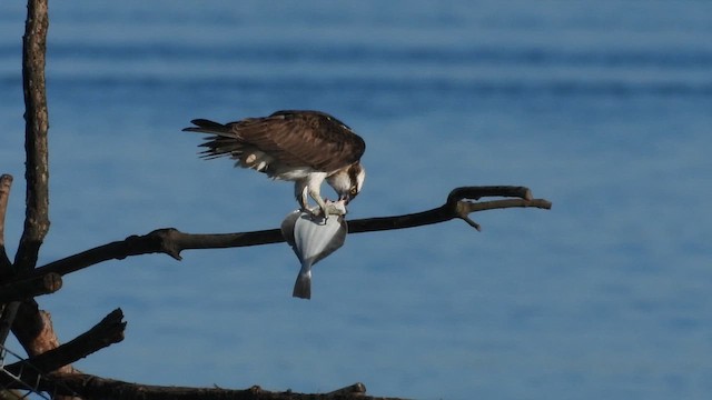 Osprey - ML647774971