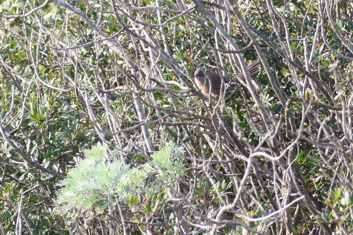 Dartford Warbler - ML647774988