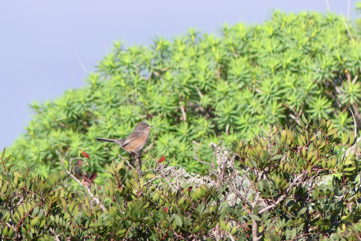 Dartford Warbler - ML647774989