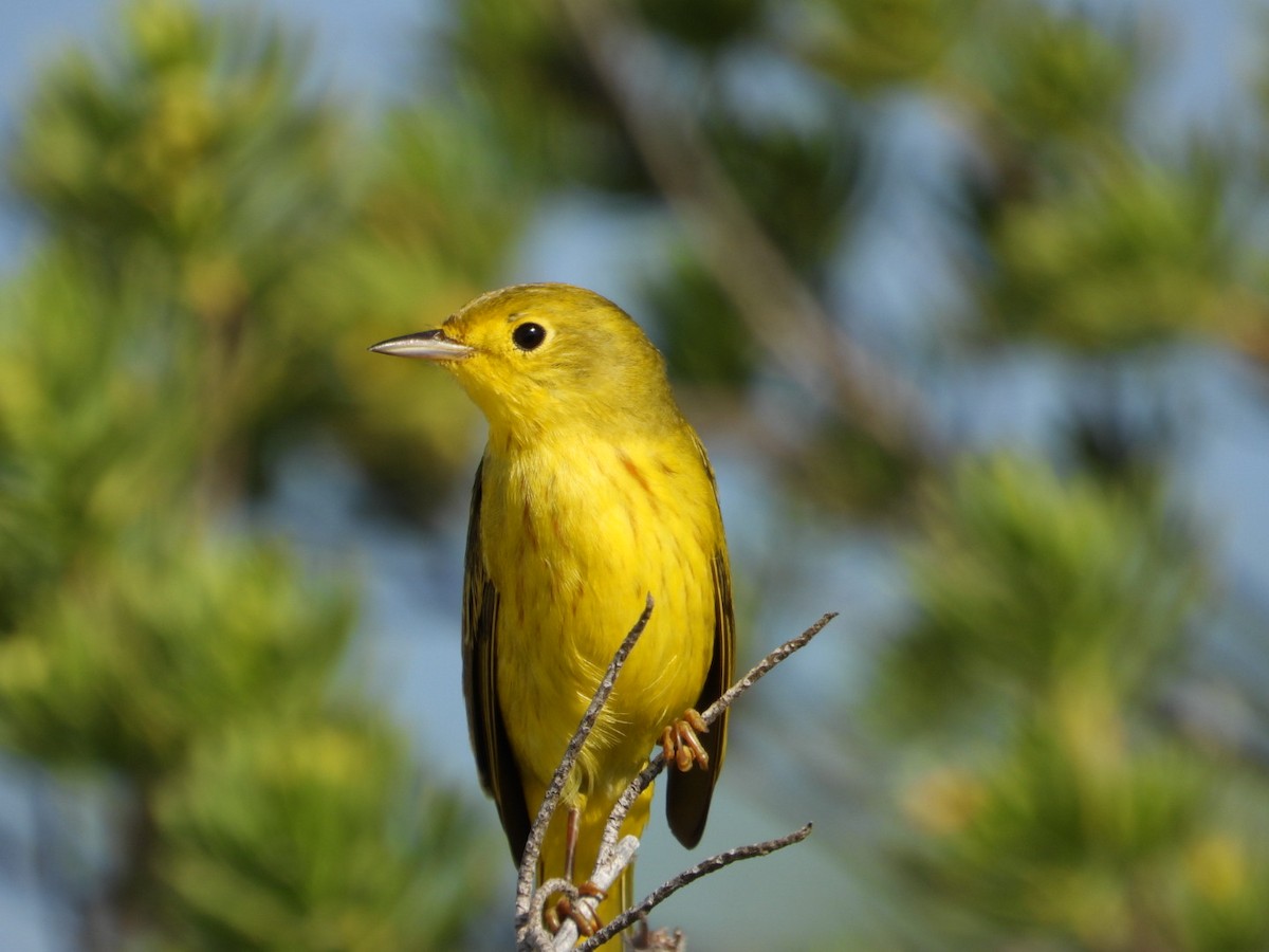 Northern Yellow Warbler - ML647774994