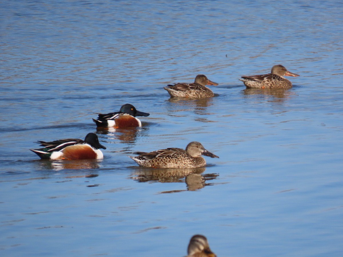 Cuchara Común - ML647775026