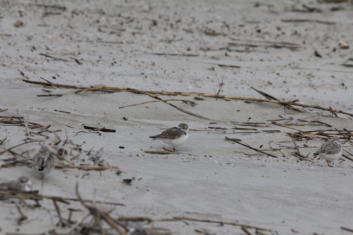 Piping Plover - ML647775034