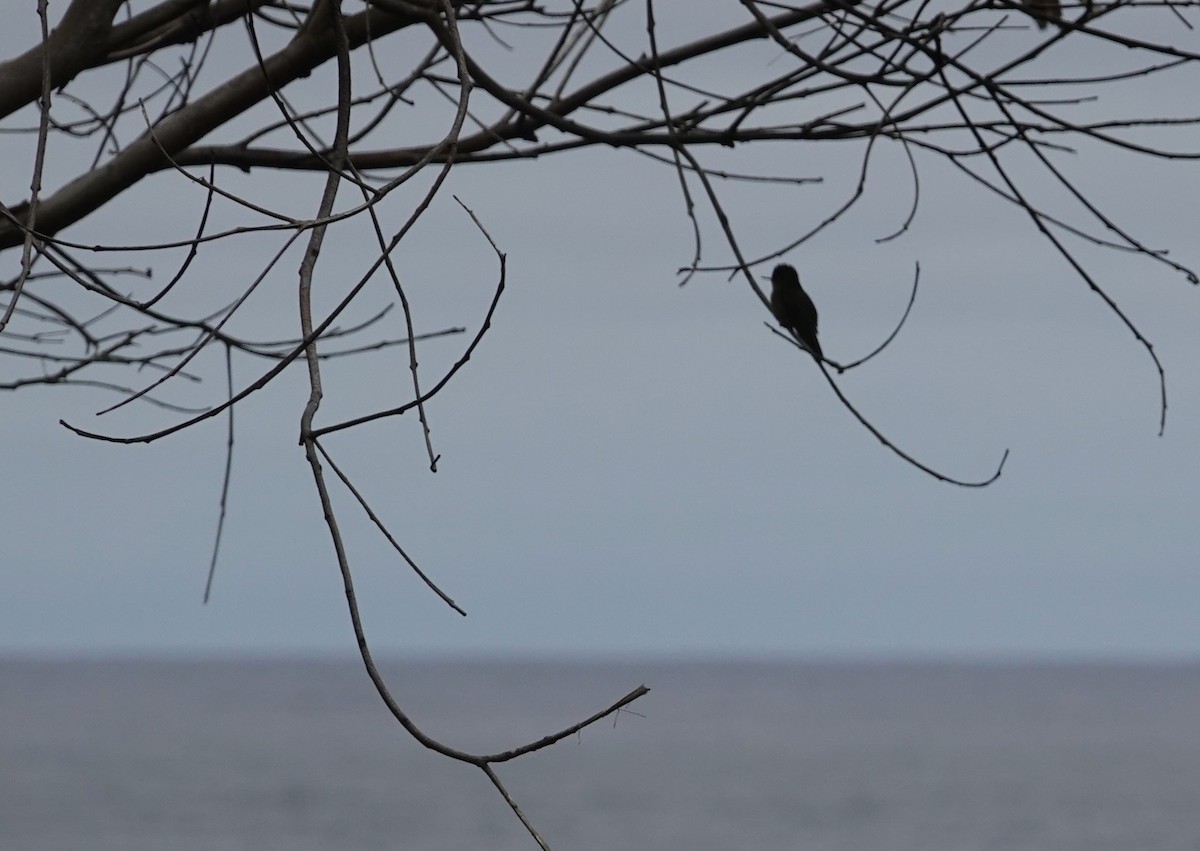 ベニイタダキハチドリ - ML647775044